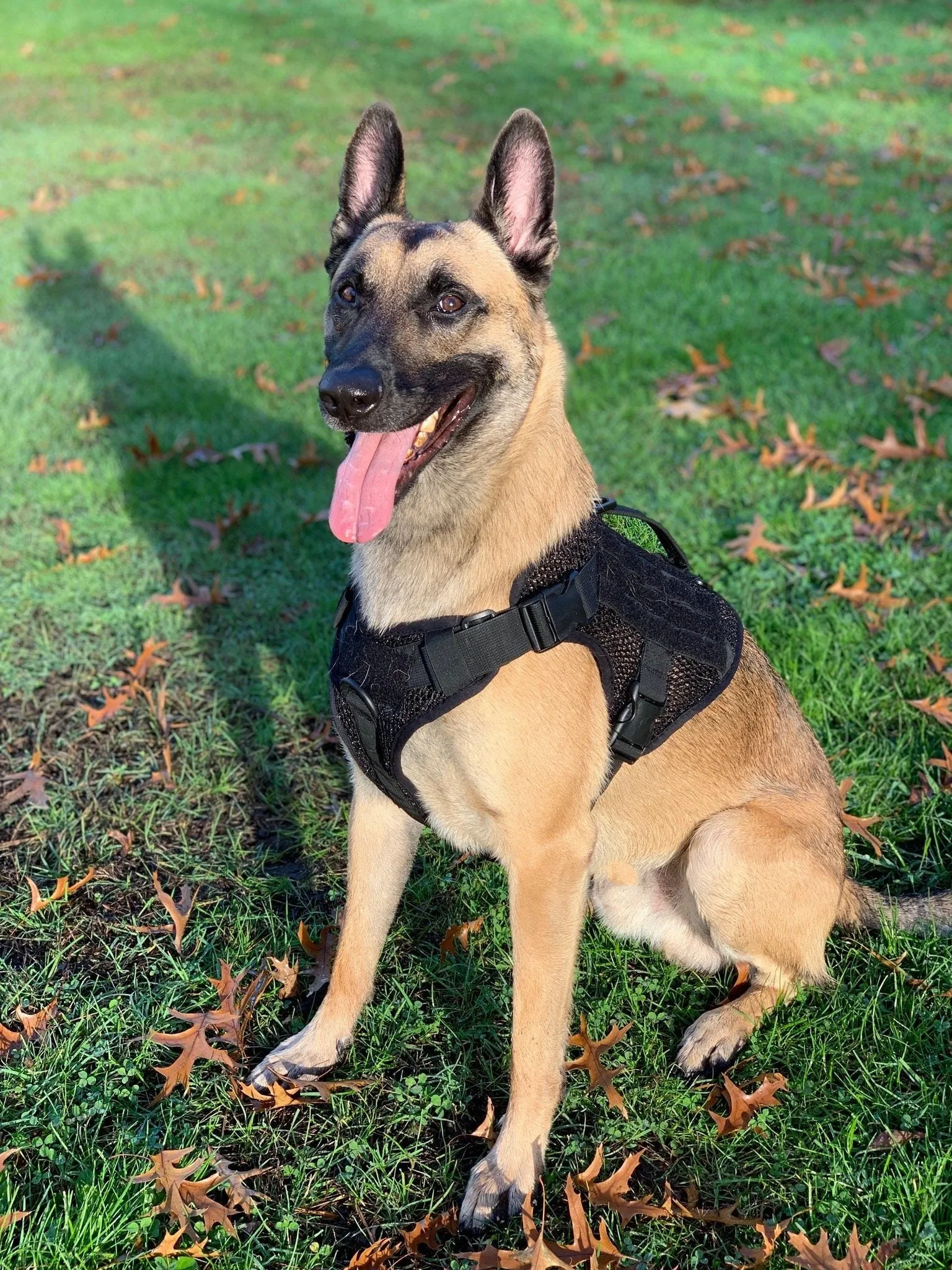 221B Tactical Artemis Dog Harness