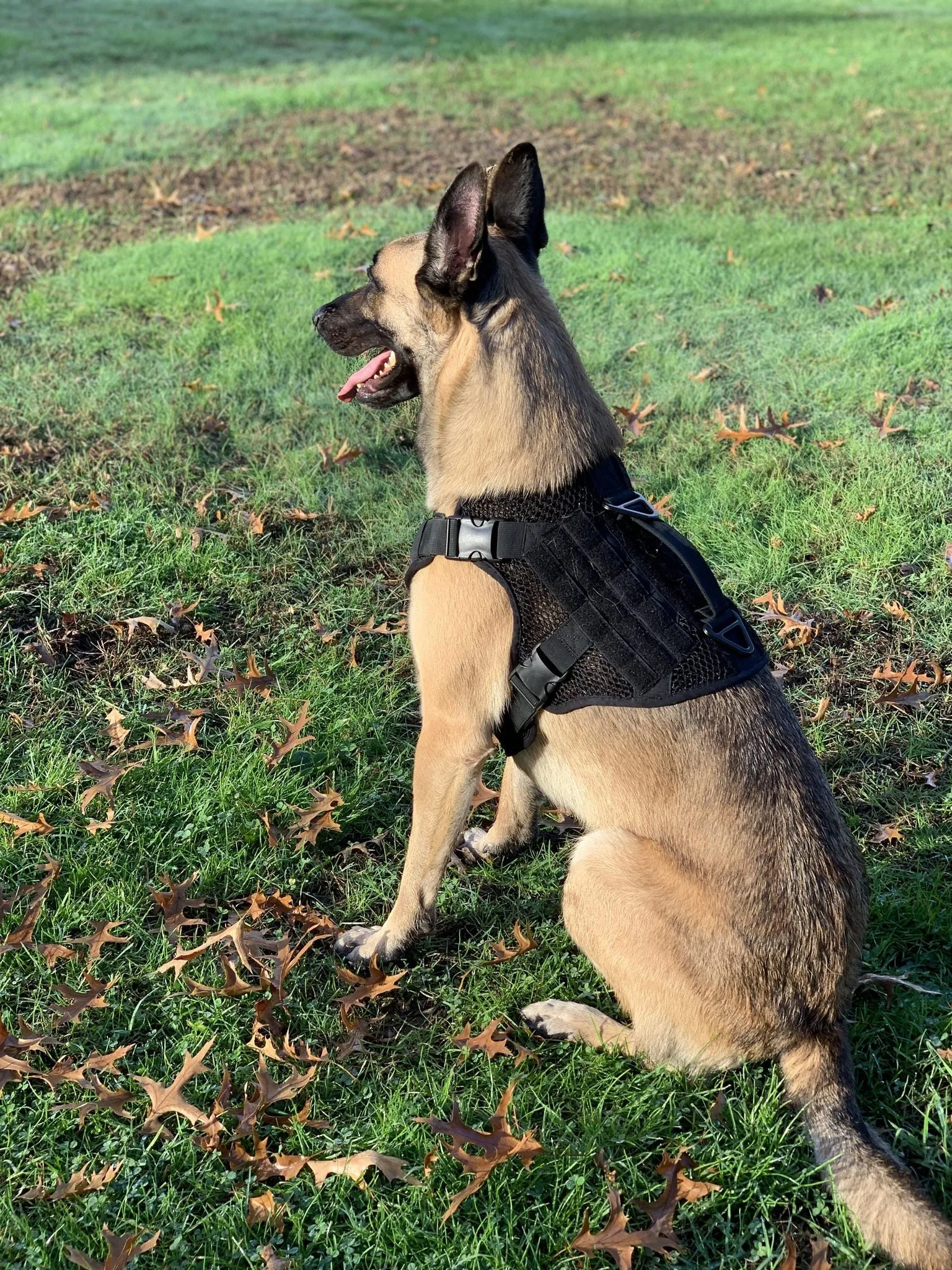 221B Tactical Artemis Dog Harness